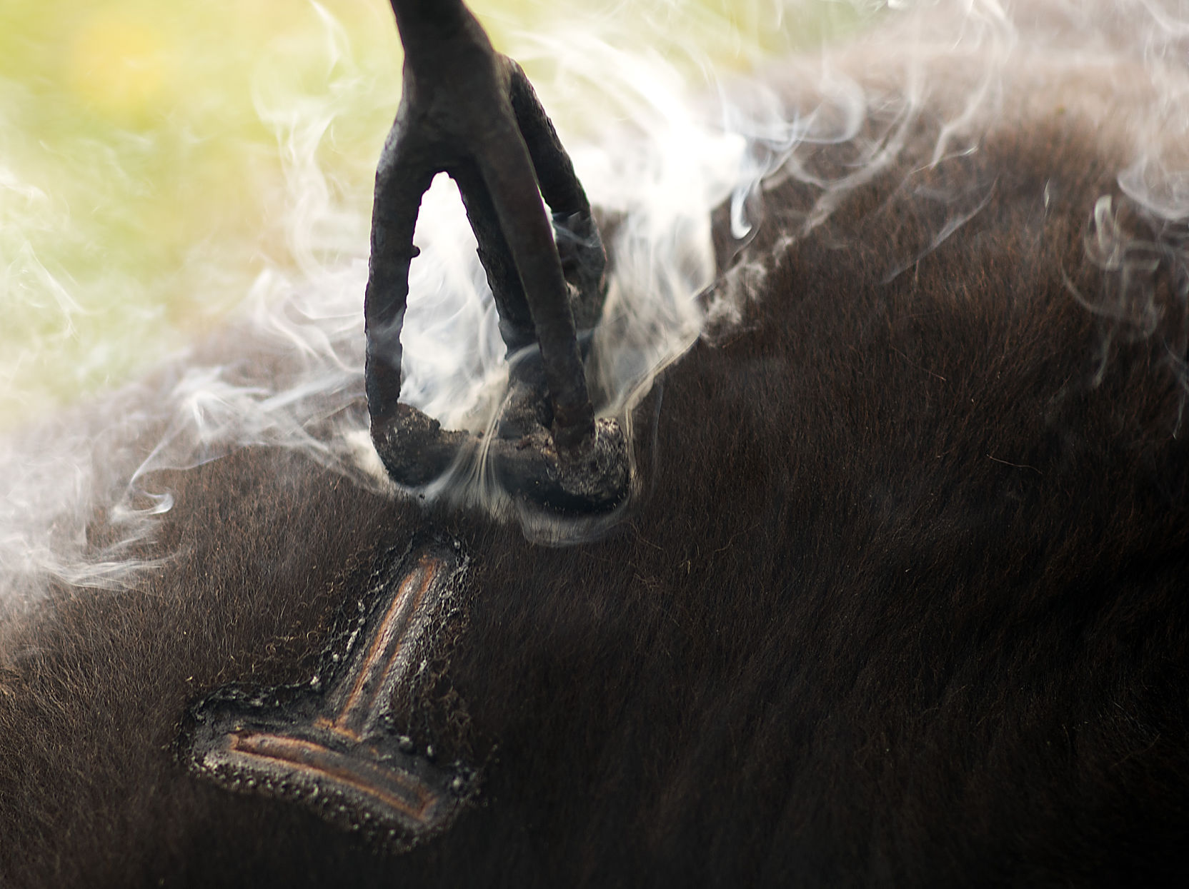 Mead Ranch branding